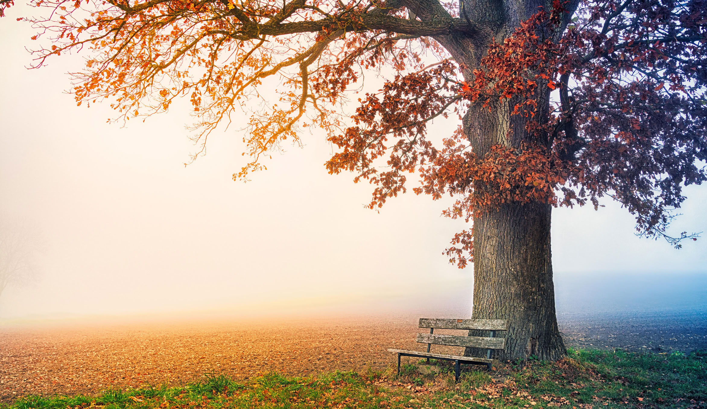 Autumn landscape with tree and bench