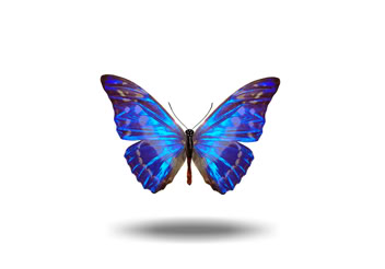 Hoovering blue butterfly